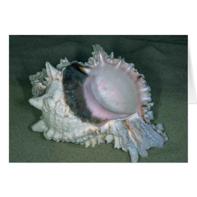 Cápsula de murex (murex eritrostomo) rosa (Anverso (Horizontal))