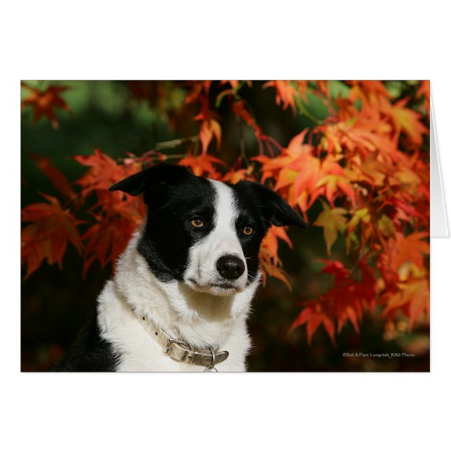Captura de cabeza de otoño de Border Collie (Anverso (Horizontal))