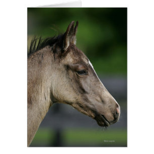 Captura de cabeza de ternera en cuarto de caballo