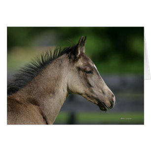 Captura de cabeza de ternera en cuarto de caballo