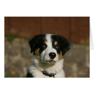 Captura de la cabeza de un collie de borde anterio