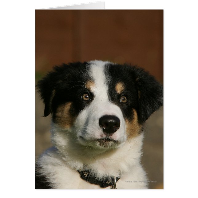 Captura de la cabeza de un collie de borde anterio (Frente)