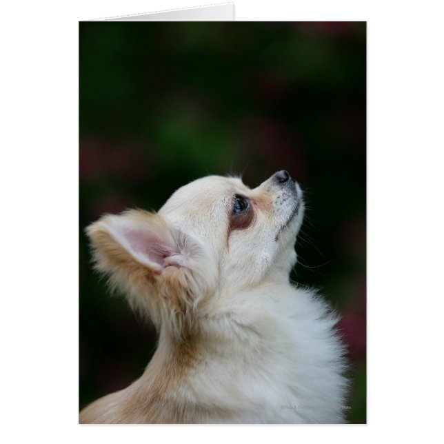 Captura de pantalla de Chihuahua 2, de larga data (Frente)