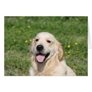 Captura de pantalla de Golden Retriever 1
