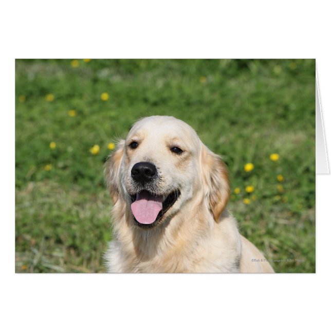 Captura de pantalla de Golden Retriever 1 (Anverso (Horizontal))