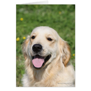 Captura de pantalla de Golden Retriever 1