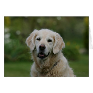 Captura de pantalla de Golden Retriever 2