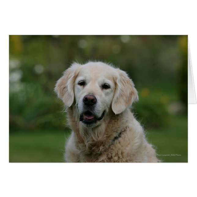 Captura de pantalla de Golden Retriever 2 (Anverso (Horizontal))