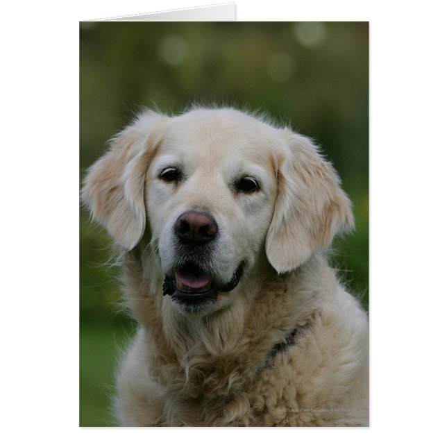 Captura de pantalla de Golden Retriever 2 (Frente)