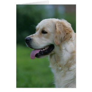 Captura de pantalla de Golden Retriever 2 2