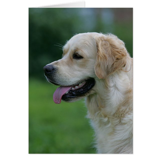 Captura de pantalla de Golden Retriever 2 2 (Frente)