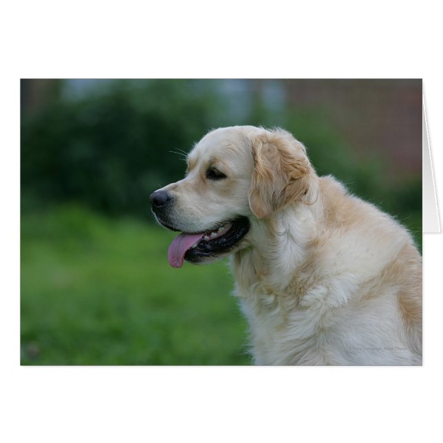 Captura de pantalla de Golden Retriever 2 2 (Anverso (Horizontal))