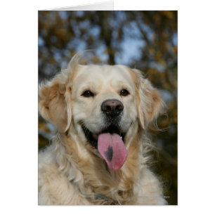 Captura de pantalla de Golden Retriever 3