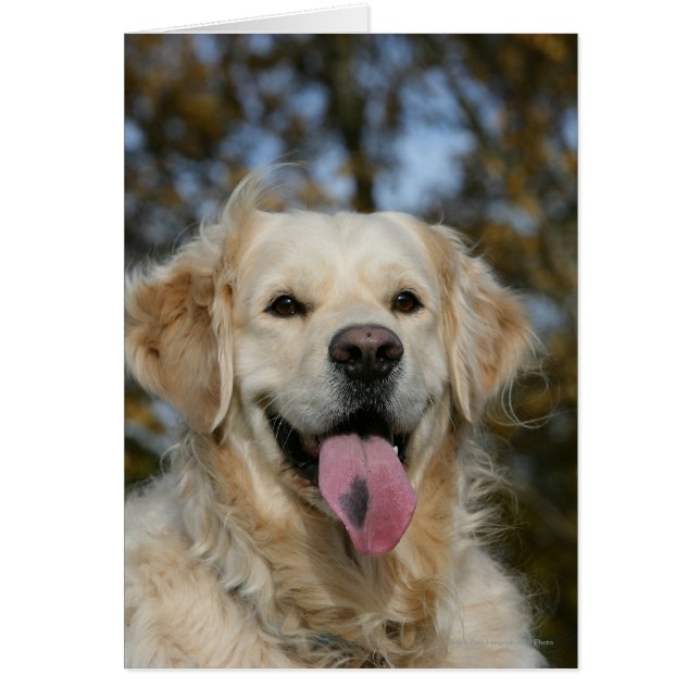 Captura de pantalla de Golden Retriever 3 (Frente)
