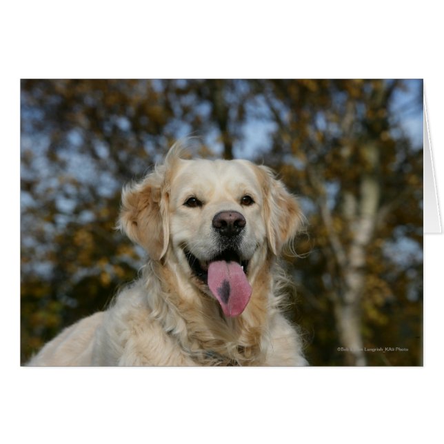 Captura de pantalla de Golden Retriever 3 (Anverso (Horizontal))