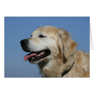 Captura de pantalla de Golden Retriever 4