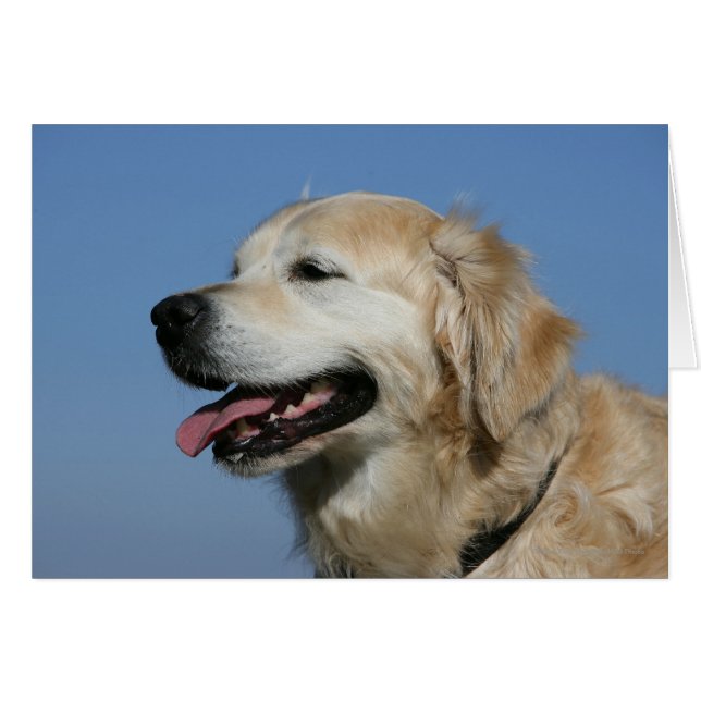 Captura de pantalla de Golden Retriever 4 (Anverso (Horizontal))