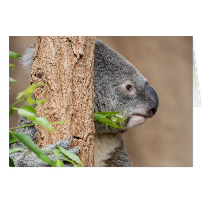 Captura de pantalla de Koala (Anverso (Horizontal))