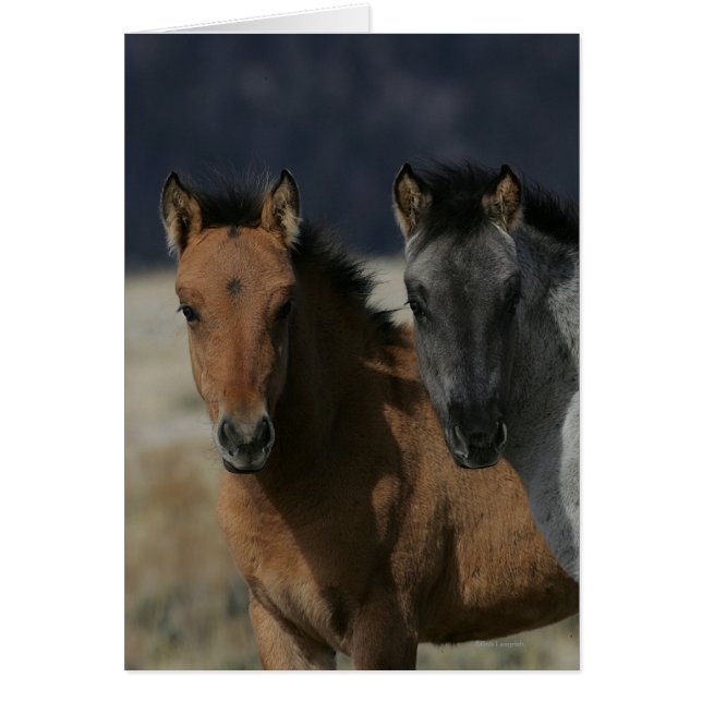 Captura de pantalla de Mustang Foal (Frente)