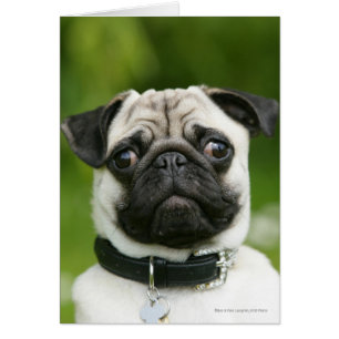 Captura de pantalla de Pug