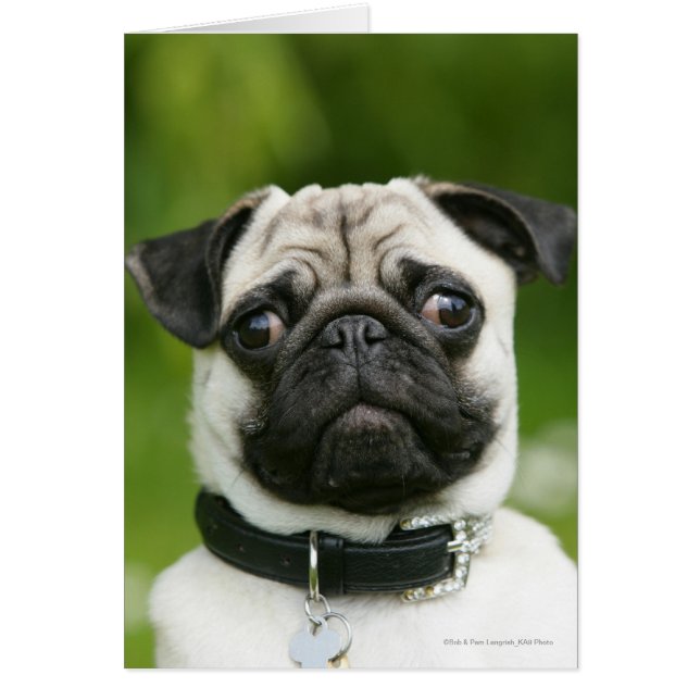 Captura de pantalla de Pug (Frente)