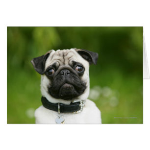 Captura de pantalla de Pug