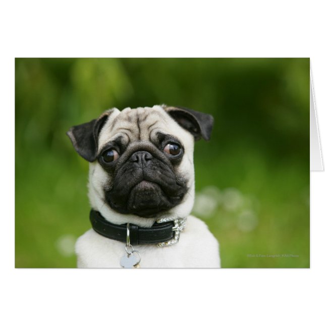 Captura de pantalla de Pug (Anverso (Horizontal))