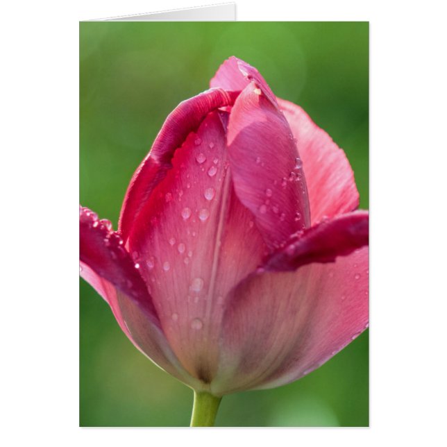 Captura vertical de un tulipán rosa con rocío (Frente)