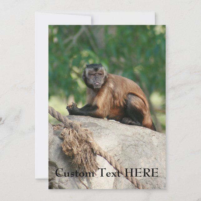 Capuchin Monkey Cul pero Cranky (Anverso)