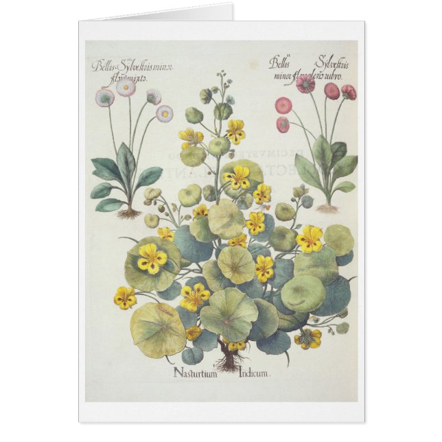 Capuchinas y margaritas: 1.Nasturtium Indicum; 2.B (Frente)