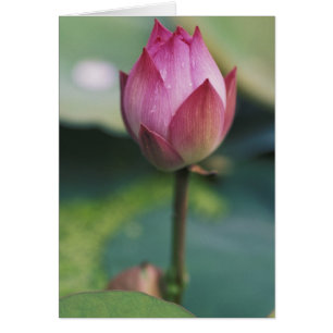 Capullo de flor de loto, Hangzhou, provincia de Zh