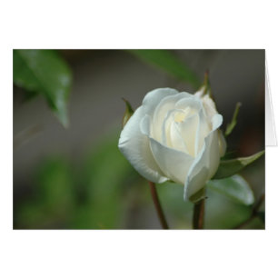 Capullo de rosa blanco