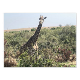 Cara a Cara – Impresión de Foto de Jirafa Africana