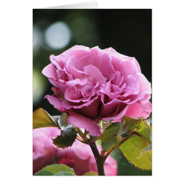 Cara Angel de escalada 196 (Frente)