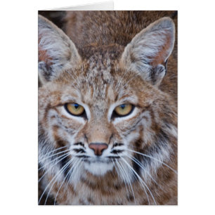 Cara Bobcat