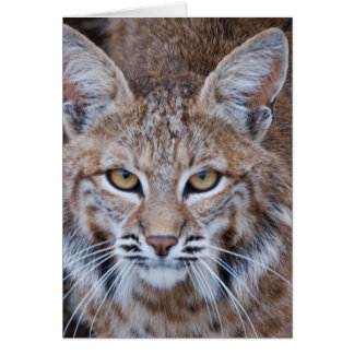 Cara Bobcat