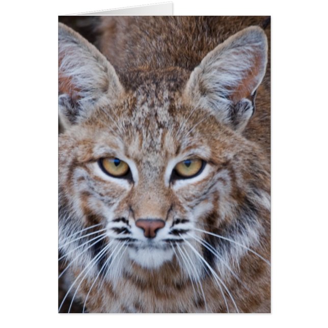 Cara Bobcat (Frente)