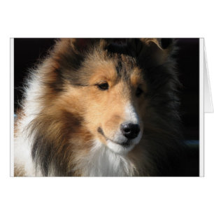 Cara bonita del sheltie