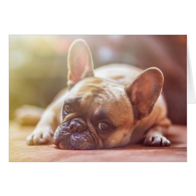 Cara de Bulldog francesa, boca abajo (Anverso (Horizontal))