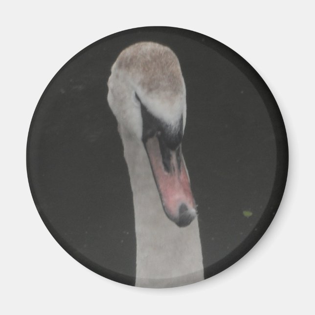 Cara de Cisne Bebé Imán (Frente)