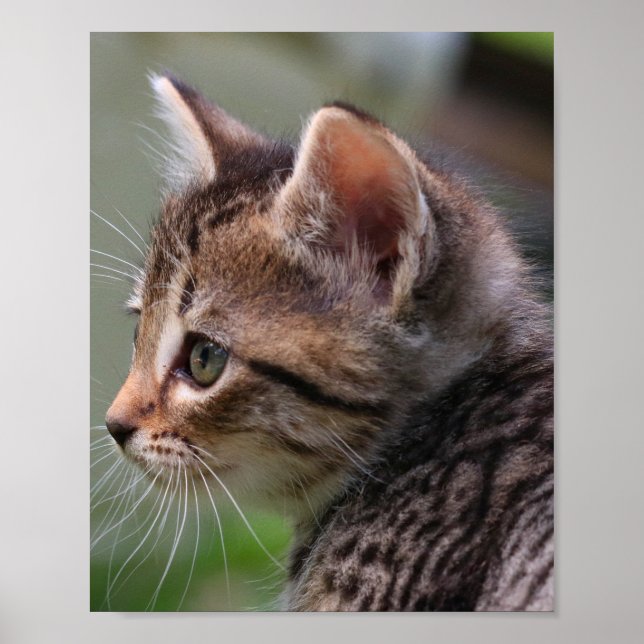 Cara de gatito, linda, gato, impresión de poster (Frente)