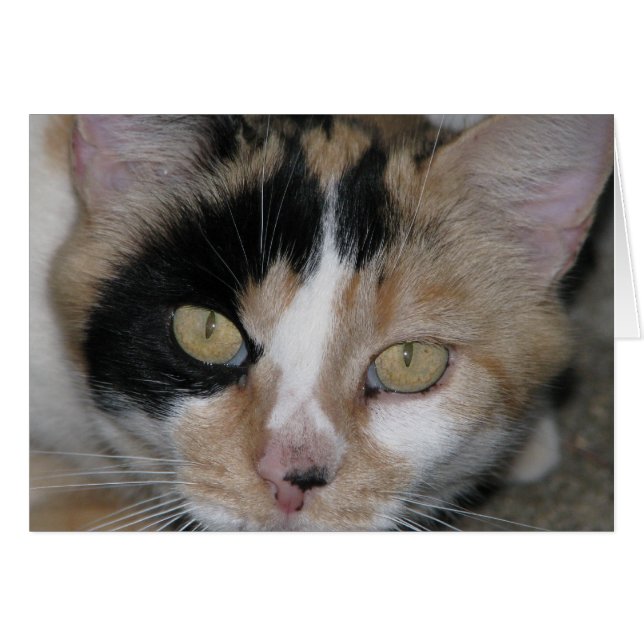 Cara de gato (Anverso (Horizontal))