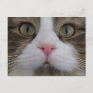 Cara de gato en postal