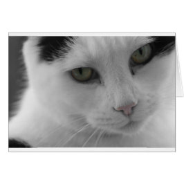 Cara de gatos negros y blancos