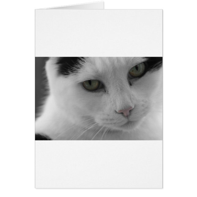 Cara de gatos negros y blancos (Frente)