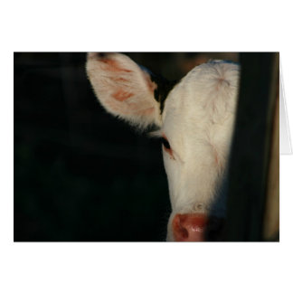 Cara de la caldera blanca