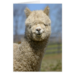 Cara de la flamante Alpaca blanca