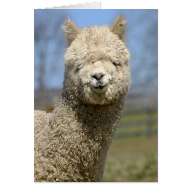 Cara de la flamante Alpaca blanca (Frente)