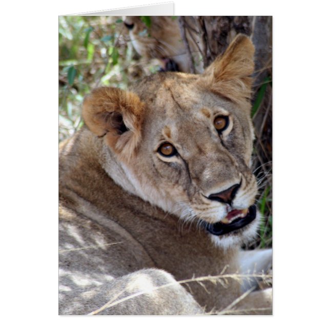 cara de león (Frente)