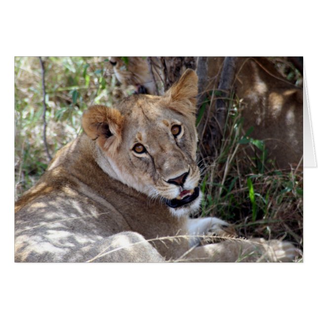 cara de león (Anverso (Horizontal))